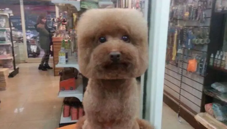 Taiwan: Geometrische Hundefrisuren als Mega-Trend