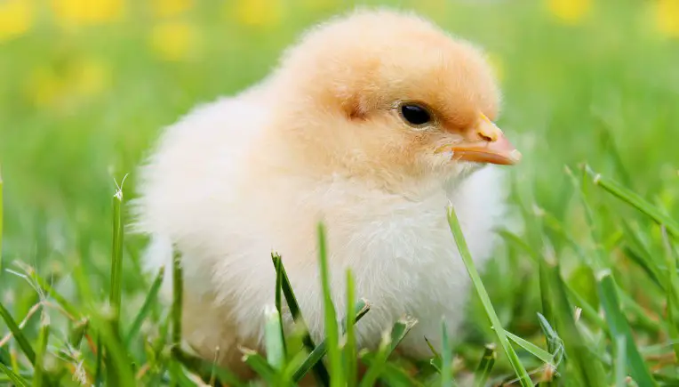 Bio-Eier: Küken-Töten soll gestoppt werden