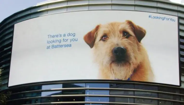 #LookingForYou: Tierheim lässt Hund über Billboards wandern