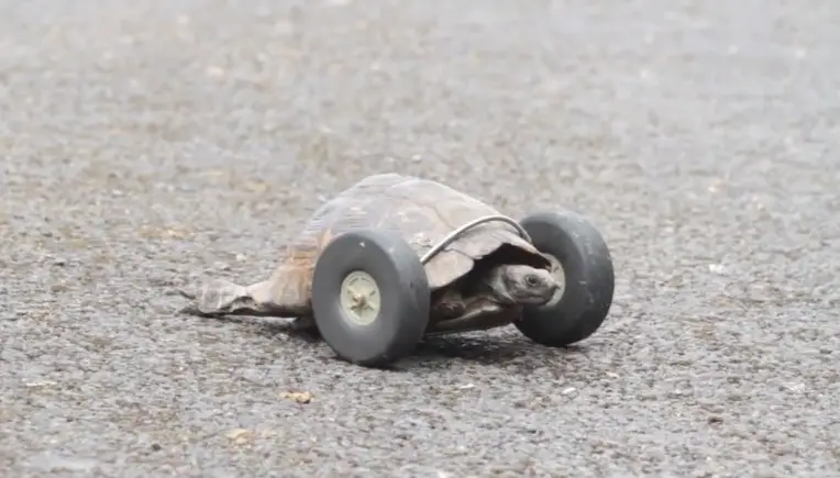 Mrs T: 90-jährige Schildkröte bekommt Räder als Gehhilfe