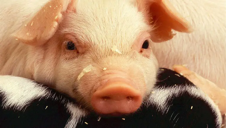 Schweine gegen Prüfungsstress
