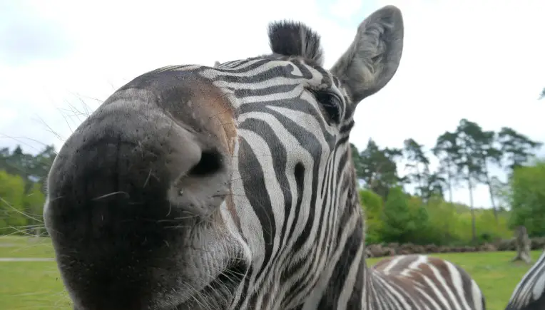 Neue Erklärung: Warum haben Zebras Streifen?
