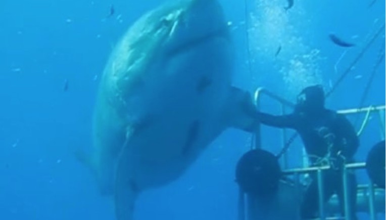 Mutig: Taucher gibt Riesen-Hai "Deep Blue" einen "Hai-Five"