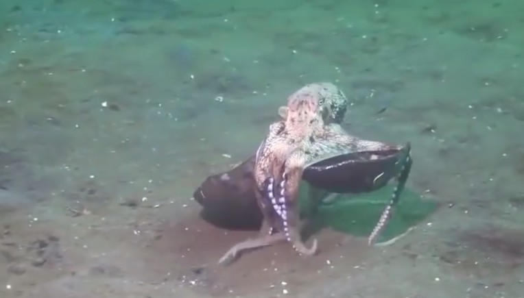 Oktopus als "Ritter der Kokosnuss"
