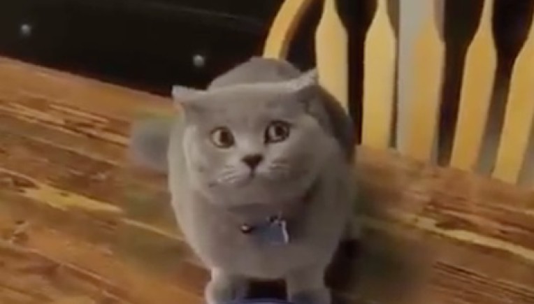 Einfach tierisch: Diese Katze will kein Vegetarier sein