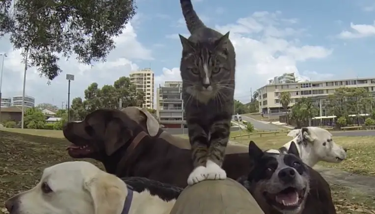 Super-Mieze: Diese Katze hat es so richtig drauf!
