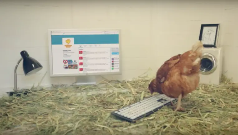 Wenn Hühner twittern: Huhn Betty auf Weltrekord-Jagd