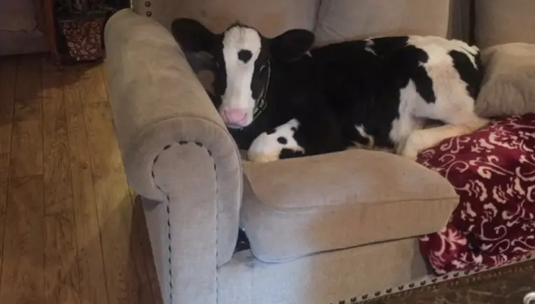 Einfach tierisch: Dieser kleine Stier will ein Hund sein