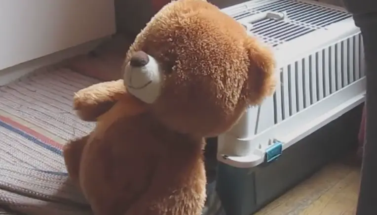 Dieser Dackel liebt seinen Teddybär über alles