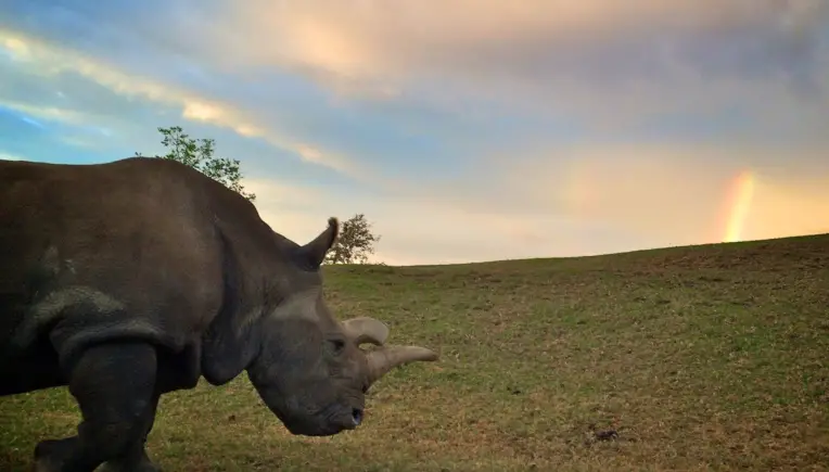 #Nola4Ever: Viertletztes Breitmaulnashorn "Nola" ist tot
