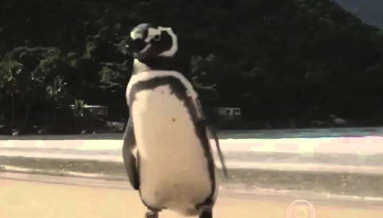 Dieser Pinguin ist der beste Freund, den man sich wünschen kann