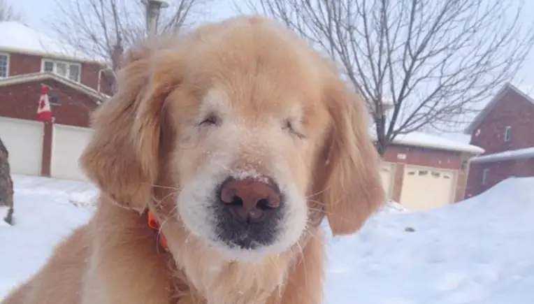 Blinder Golden Retriever Smiley steckt voller Lebensfreude