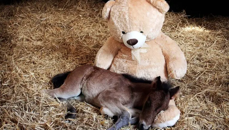 Dieses Fohlen freut sich tierisch über seinen Teddybären