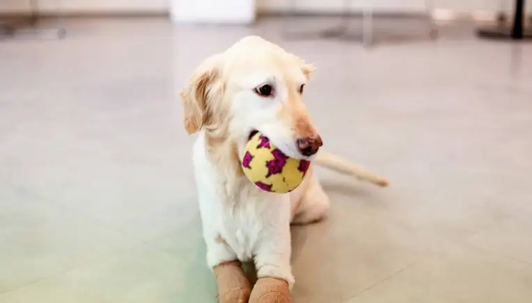 Happy End für Hundedame Chi Chi nach brutaler Misshandlung