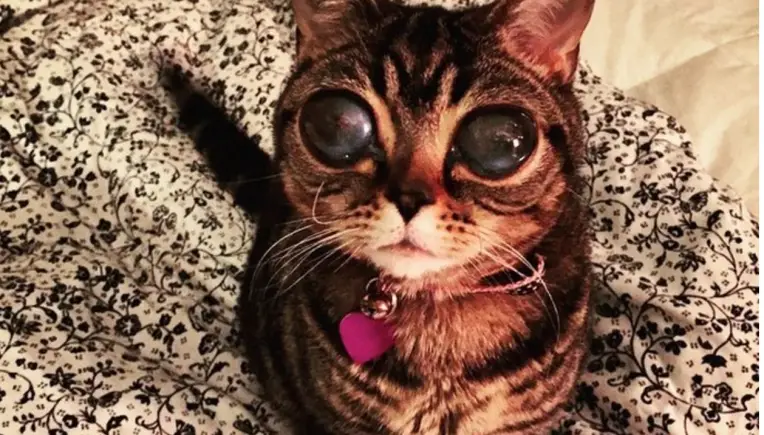 Mysteriös: Diese Katze hat Augen wie ein Alien
