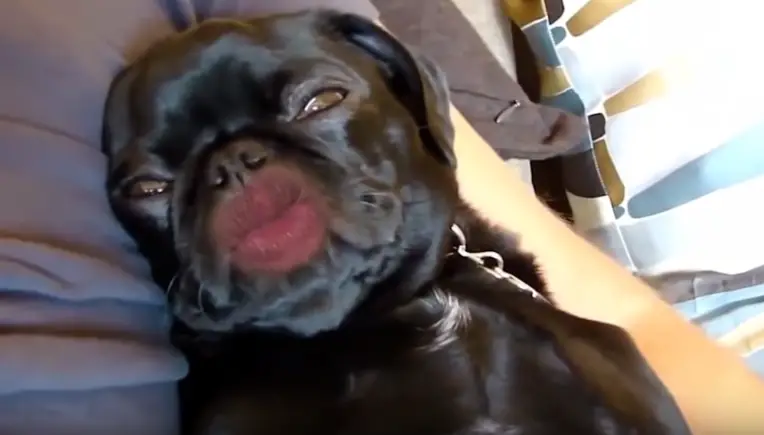 Diese Hunde mit Menschen-Mund sind das Schrägste aller Zeiten
