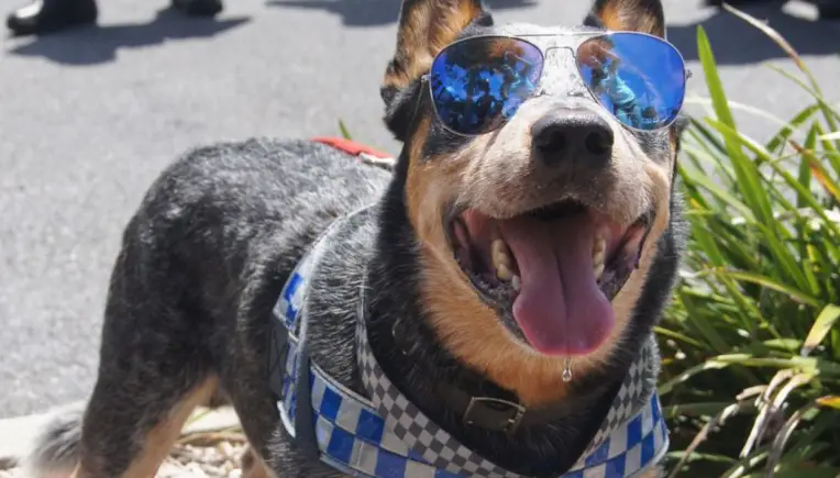 RIP Buddy: Dieser Hund bezauberte mit seiner Wunschliste die Welt
