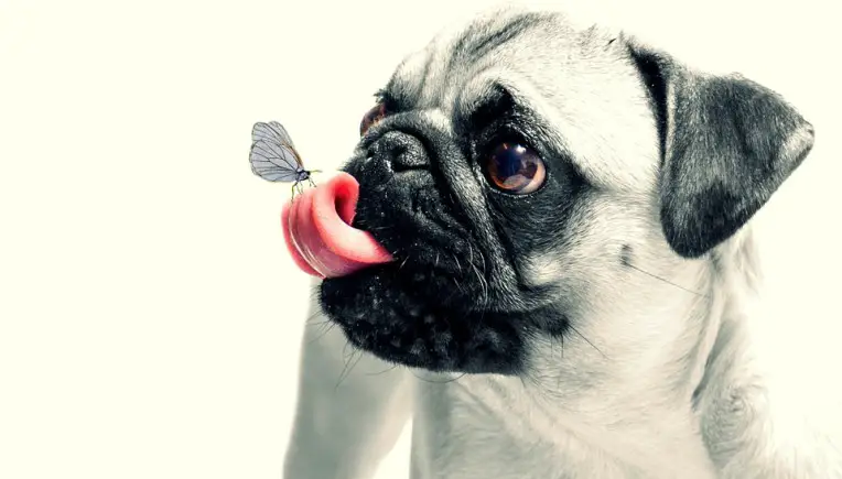 Auf den Hund gekommen: Mit Vierbeinern lebt es sich gesund
