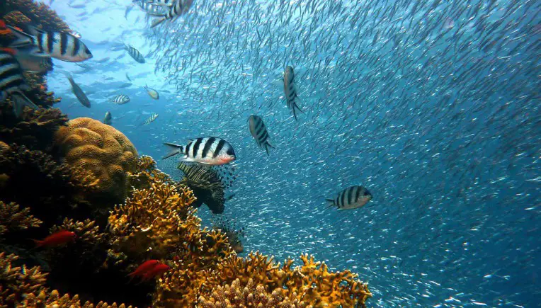 Beeindruckendes Video: Wie tief ist das Meer?
