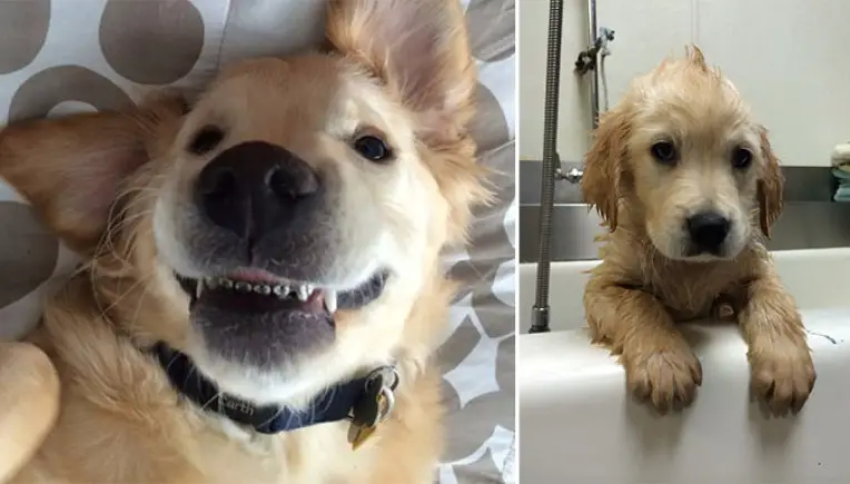 Golden Retriever Welpe Wesley freut sich über seine Zahnspange