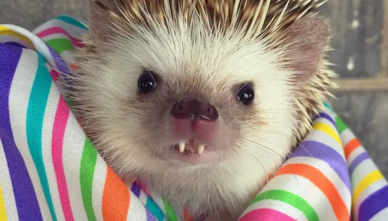 Dieser Igel ist das süßeste Instagram-Model aller Zeiten