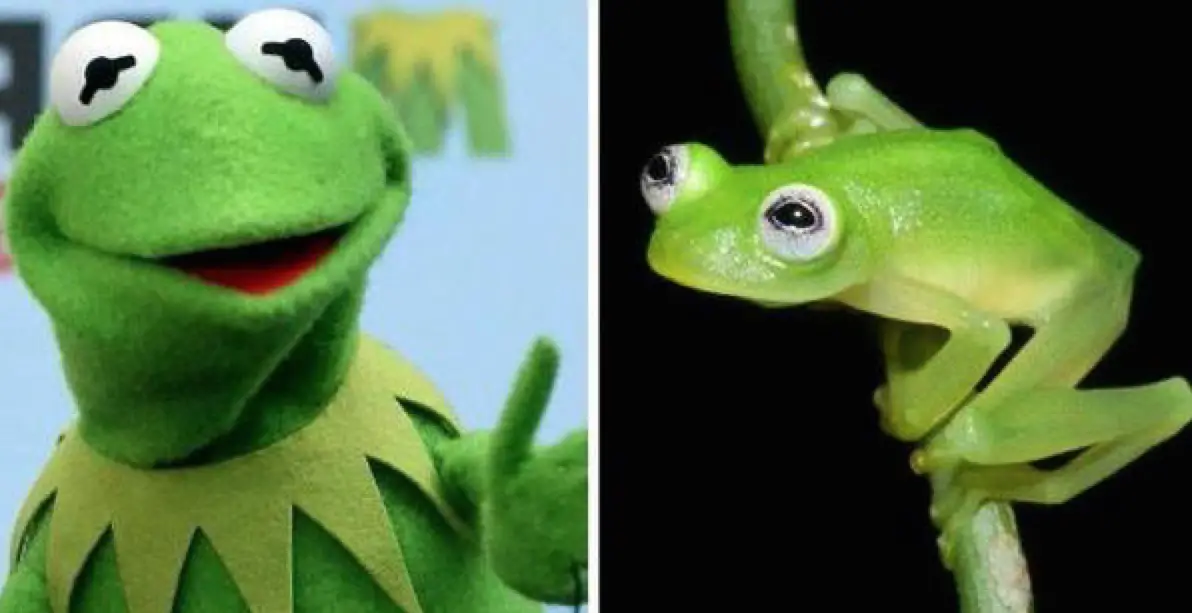 Kermit, Frosch, Muppets, Glasfrosch