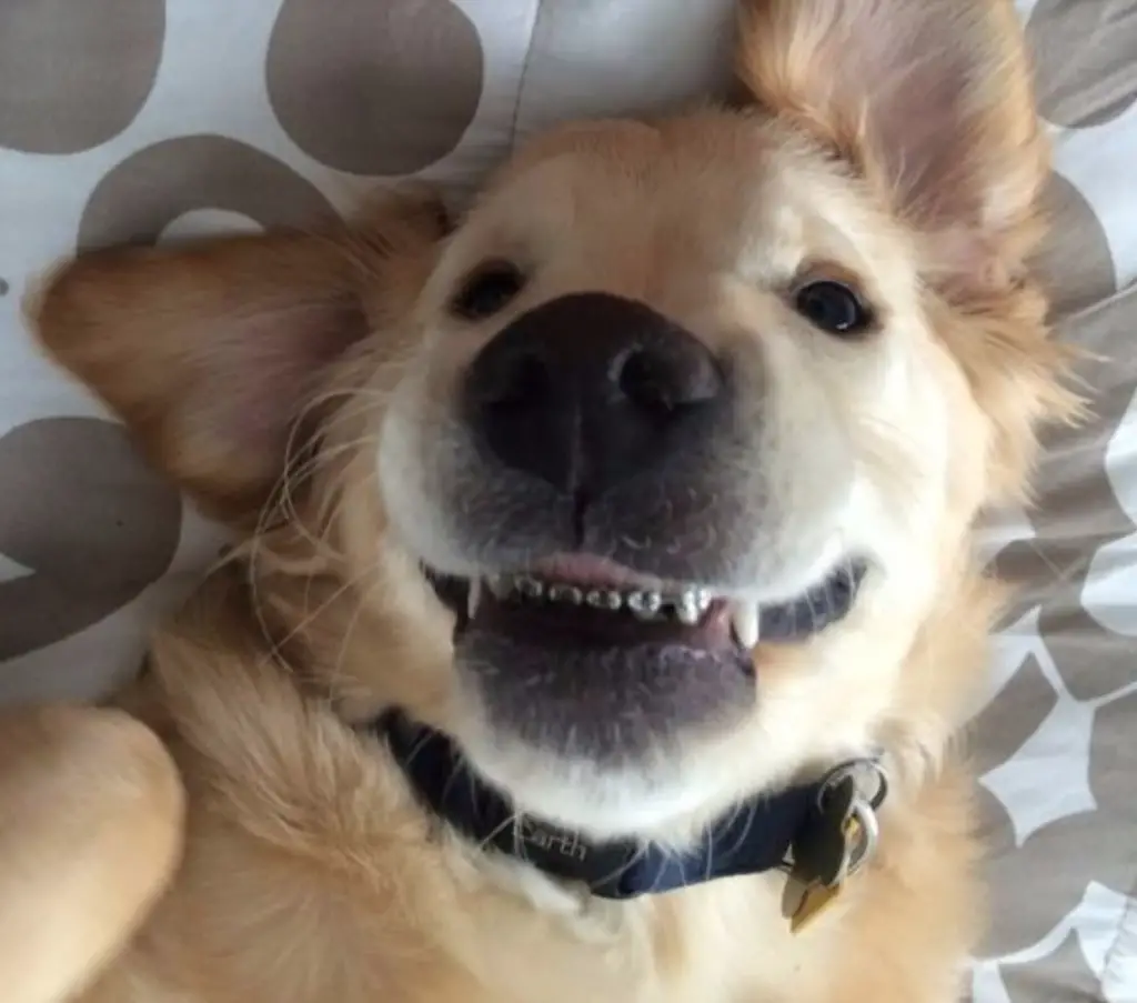 Golden Retriever Welpe Wesley liebt seine Zahnspange