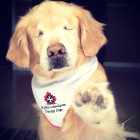 Smiley, der blinde Therapiehund, bringt jeden zum Lächeln. © Facebook/Training the K9 Way