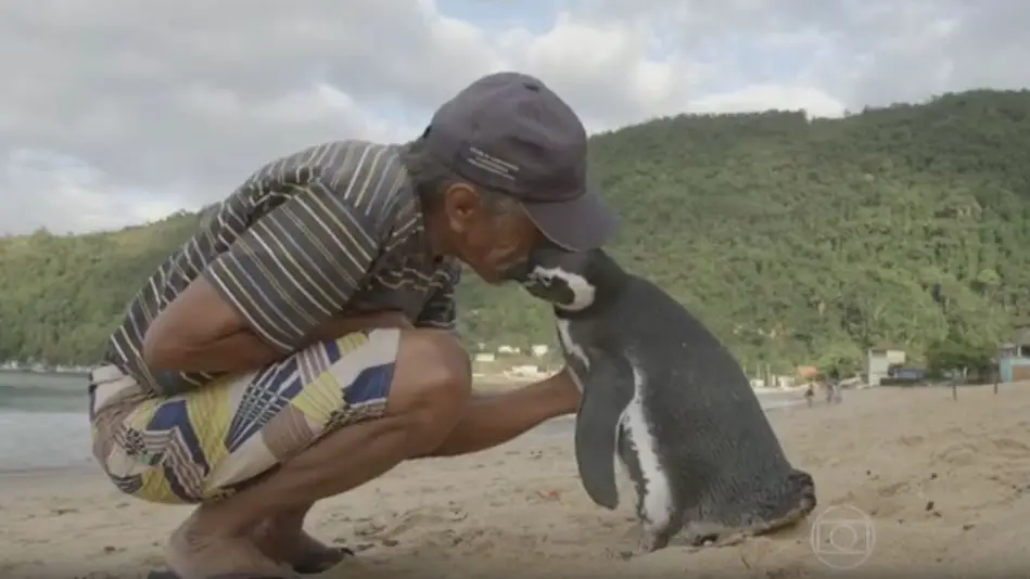 Pinguin Dindim schwimmt jedes Jahr 8000 Kilometer