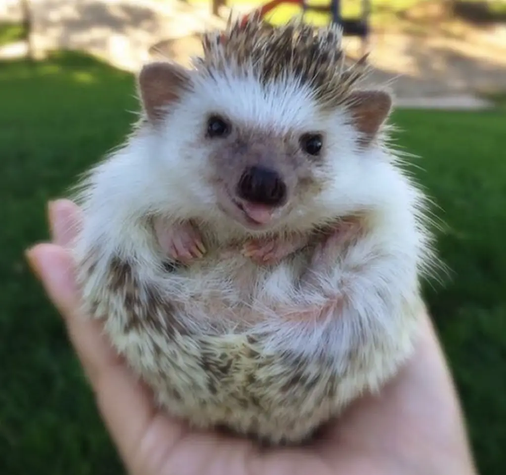 Carolyn Parker / huffthehedgehog Instagram